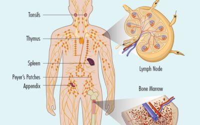 Hệ bạch huyết cơ chế thải độc tinh vi của cơ thể