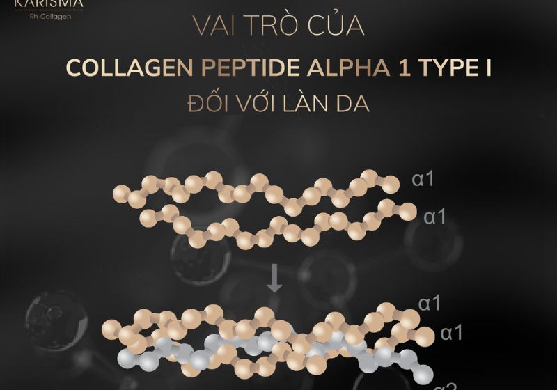 The role of Rh-Collagen for the skin.